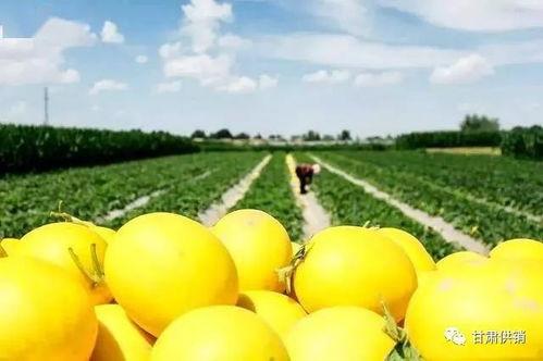 可口蜜瓜可以吃吗,美味与健康的完美结合