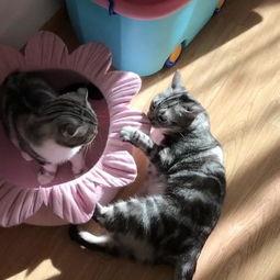 吃瓜喵萝,揭秘娱乐圈那些不为人知的幕后故事