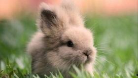 怎么防止兔子吃瓜,如何有效防止兔子偷吃瓜果