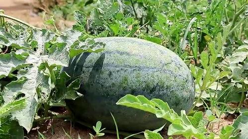 梦中摘瓜吃,梦中新奇体验——摘瓜吃